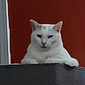 Toni is registered to the contest to win money with this photo: animal, calm, cat, closeup, cute, domestic_animal, ears, face, feline, fur, gray_surface, indoor, looking, orange_background, paw, pet, portrait, resting, sitting, white_cat