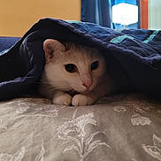 Toni is registered to the contest to win money with this photo: animal, bed, blanket, cat, closeup, cozy, curious, curtains, cute, feline, furniture, home, indoor, lamp, paws, pet, portrait, quilt, resting, white_cat