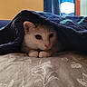 animal, bed, blanket, cat, closeup, cozy, curious, curtains, cute, feline, furniture, home, indoor, lamp, paws, pet, portrait, quilt, resting, white_cat
