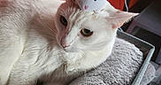 Toni is registered to the contest to win money with this photo: animal, cat, close_up, cozy, cushion, cute, domestic_animal, ears, feline, fur, indoor, pet, plush_mouse, red_wall, relaxed, resting, soft_toy, texture, whiskers, white_cat