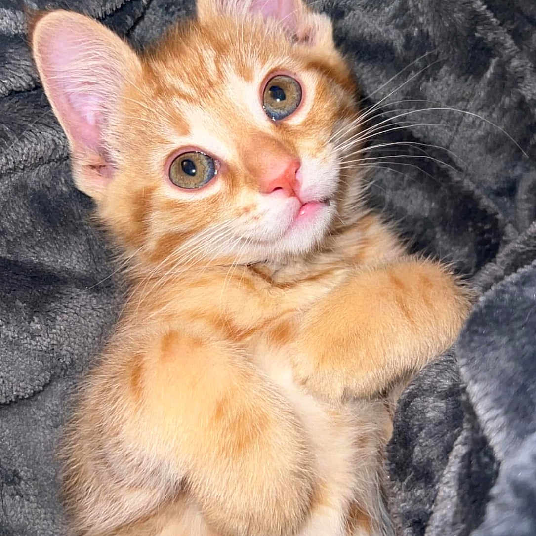 The Boogie Man joined the competition — help win amazing prizes! animal, blanket, cat, cozy, cute, domestic_cat, ears, eyes, feline, fur, kitten, orange_tabby, paw, pet, portrait, relaxed, sleepy, soft, whiskers, young