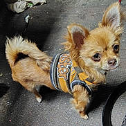 Ginnie is registered to the contest to win money with this photo: animal, brown_fur, carpet, companion, curious_eyes, cute, dog, domestic, ears_up, fluffy, furry, household, indoor, looking_up, orange_jacket, pet, pet_clothing, small_dog, standing, tail_curled