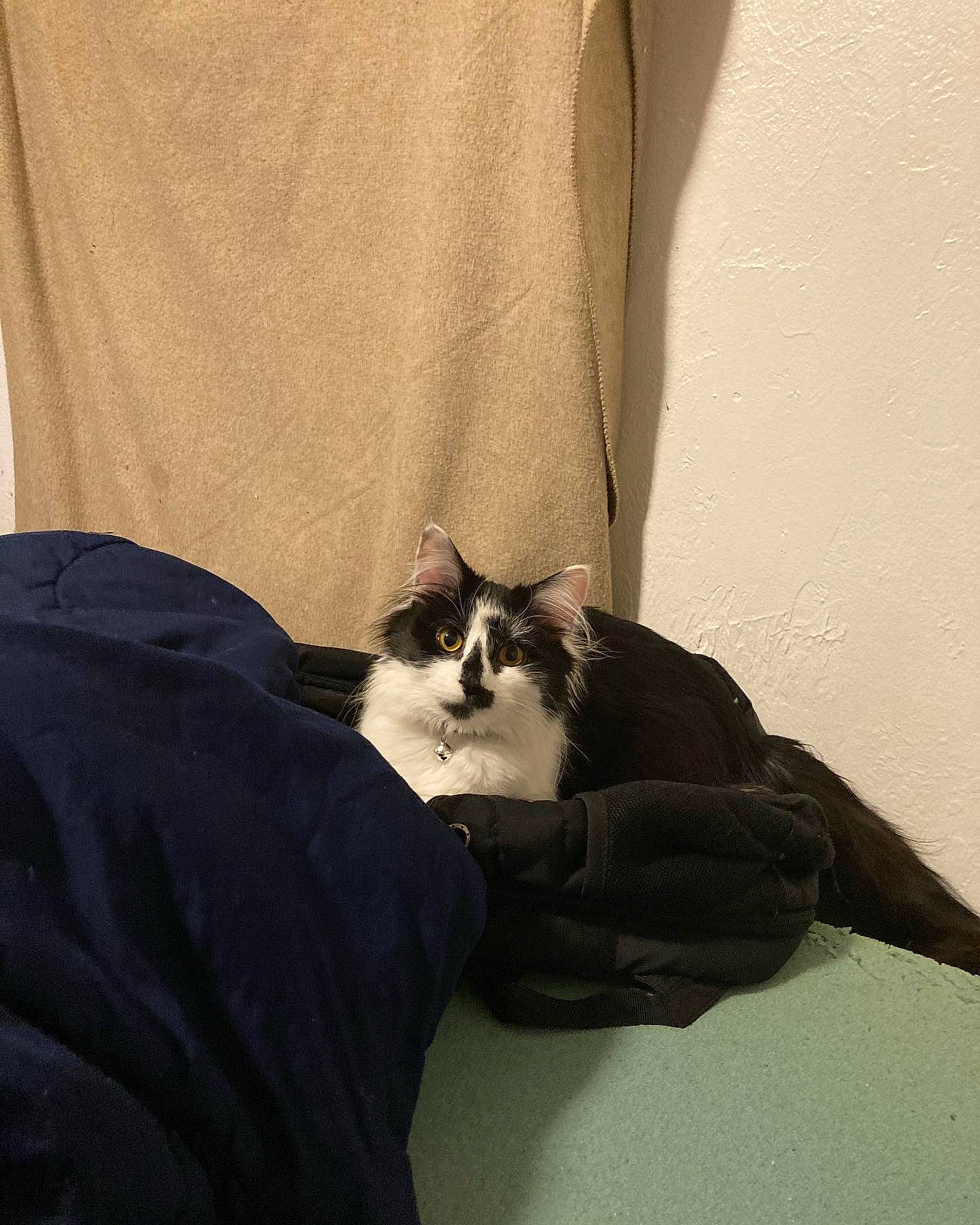 Beth joined the competition — help win amazing prizes! carnivore, cat, comfort, domestic_short_haired_cat, elbow, facial_hair, felidae, formal_wear, fur, grey, human_leg, linens, room, sitting, sleeve, small_to_medium_sized_cats, t_shirt, tail, whiskers, wood