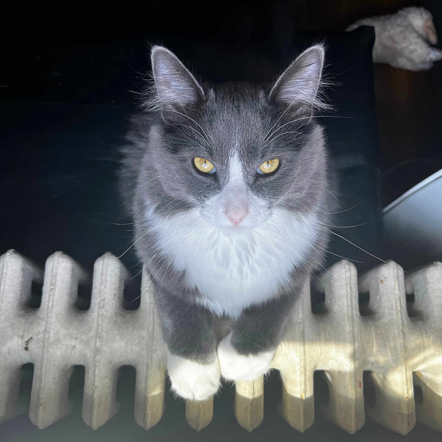 Blue is registered to the contest to win money with this photo: abyssinian, angora, animal, appliance, cat, device, electricaldevice, fence, kitten, manx, nature, outdoors, pet, picket, picketfence, radiator, siamese, snow, wood, yard