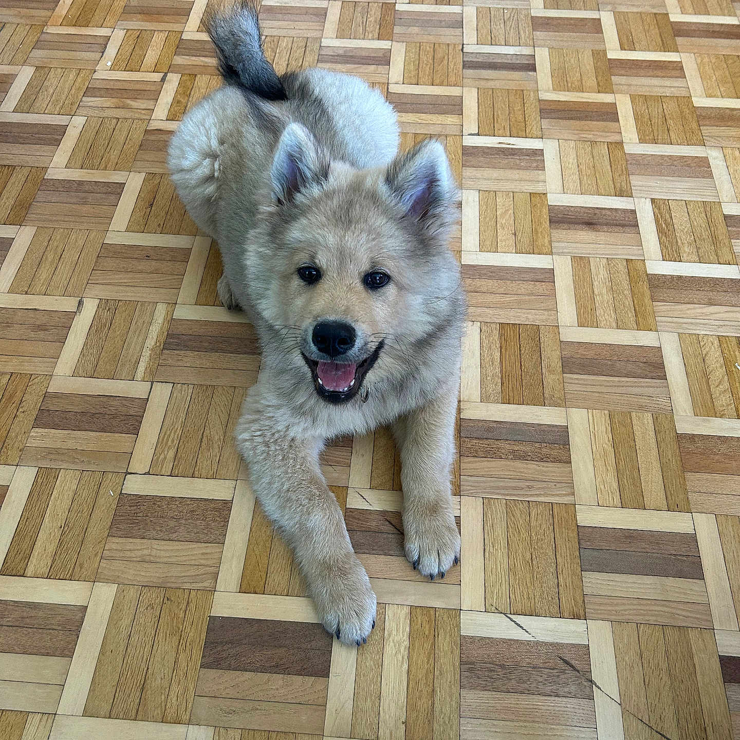 Vaia participe au concours pour gagner de l'argent avec cette photo : animal, canine, clothing, dog, eskimodog, footwear, hardwood, husky, indoors, interiordesign, pants, pet, puppy, sandal, shoe, slate, sneaker, tile, whitedog, wood