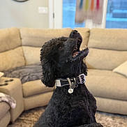 Marcel joined the competition — help win amazing prizes! begging, black_dog, blanket, carpet, clock, collar, couch, curly_fur, dog, happy, indoor, living_room, paw, pet, playful, portrait, sofa, tag, upward_gaze, window