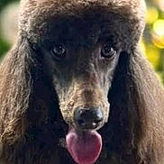 Moxie is registered to the contest to win money with this photo: adorable, animal, blurred_background, bokeh, brown, closeup, dog, ears, eyes, festive, fur, groomed, holiday_lights, nose, pet, poodle, portrait, sitting, studio, tongue_out