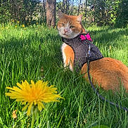 Creamsicle joined the competition — help win amazing prizes! cat, orange_cat, white_cat, grass, dandelion, flower, harness, pink_bow, outdoor, nature, greenery, tree_trunk, sunlight, fence, pet, animal, sitting, leash, spring, garden