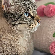 Stella participe au concours pour gagner de l'argent avec cette photo : animal, blue_eyes, cat, close_up, cozy, cute, decor, feline, fur, indoor, paw, pet, pink_pom_poms, portrait, relaxed, resting, side_profile, soft, tabby, whiskers