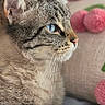 animal, blue_eyes, cat, close_up, cozy, cute, decor, feline, fur, indoor, paw, pet, pink_pom_poms, portrait, relaxed, resting, side_profile, soft, tabby, whiskers