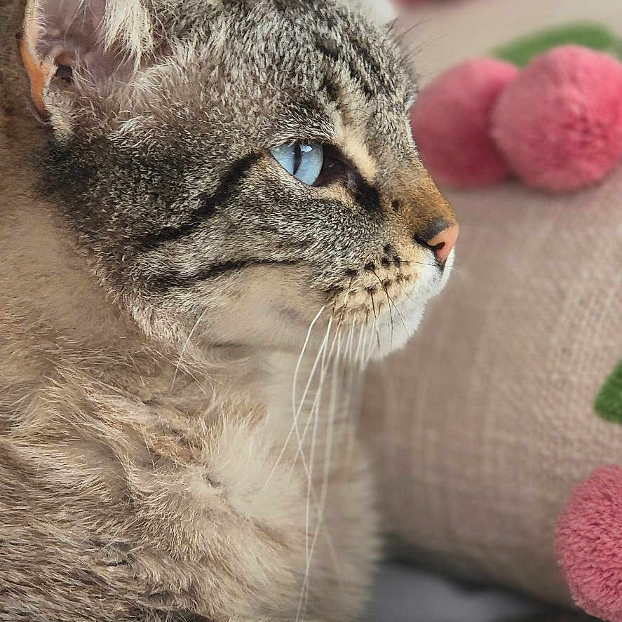Stella