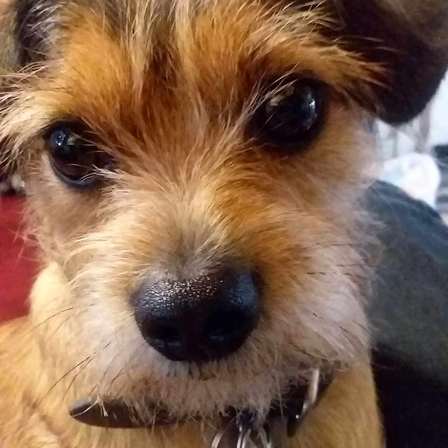 Bendji joined the competition — help win amazing prizes! animal, black_nose, brown_fur, close_up, collar, cute, dog, domestic_animal, ears, eyes, face, fur, furry, indoor, looking, pet, portrait, snout, tags, whiskers