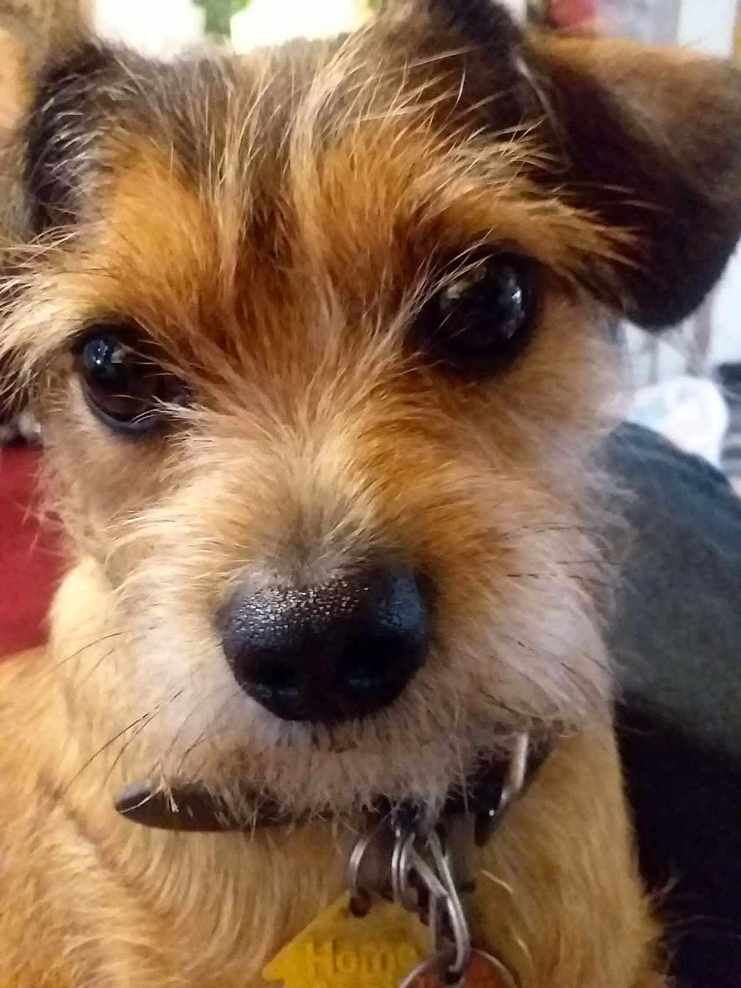 Bendji joined the competition — help win amazing prizes! animal, black_nose, brown_fur, close_up, collar, cute, dog, domestic_animal, ears, eyes, face, fur, furry, indoor, looking, pet, portrait, snout, tags, whiskers