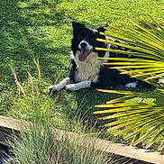 Perle participe au concours pour gagner de l'argent avec cette photo : dog, border_collie, grass, outdoor, sunlight, greenery, plant, leaf, tongue_out, pet, animal, nature, summer, relaxing, happy, lying_down, yard, shadows, wood, garden