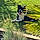 Perle