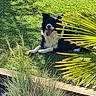 dog, border_collie, grass, outdoor, sunlight, greenery, plant, leaf, tongue_out, pet, animal, nature, summer, relaxing, happy, lying_down, yard, shadows, wood, garden