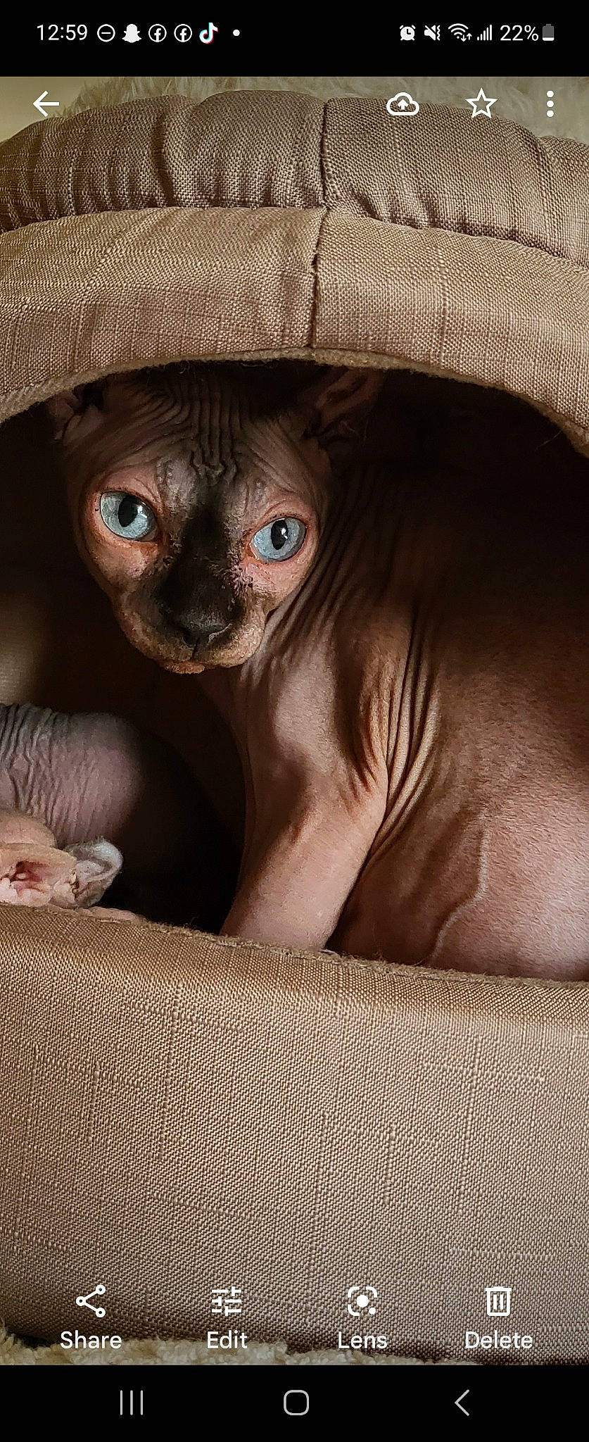 Khaleesi joined the competition — help win amazing prizes! carnivore, cat, comfort, cowboy_hat, darkness, devon_rex, domestic_short_haired_cat, fawn, fedora, felidae, fur, hat, sitting, small_to_medium_sized_cats, snout, terrestrial_animal, thai, whiskers, wildlife, working_animal