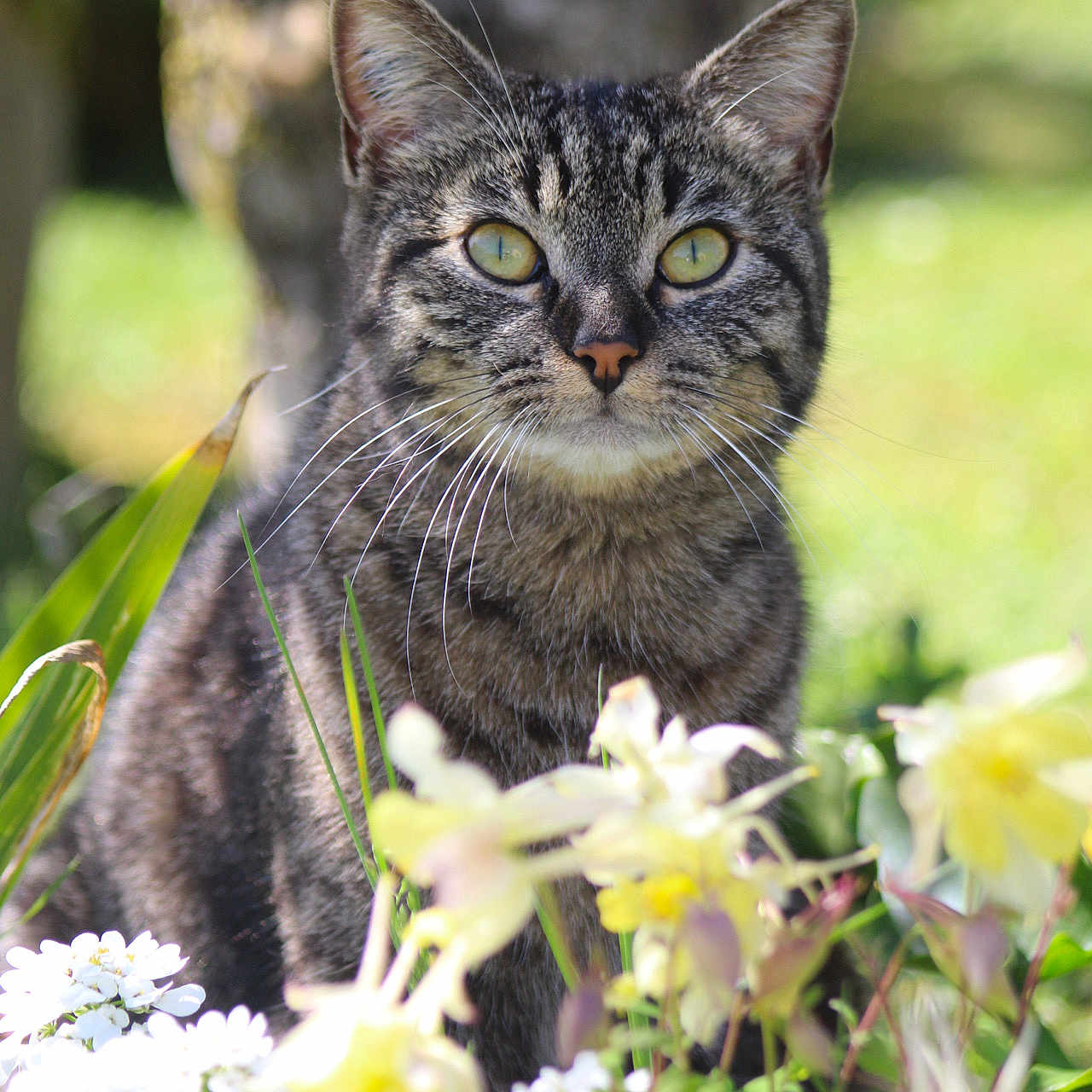 Moumoune a rejoint le concours — aidez-le/la à gagner de superbes lots ! abyssinian, angora, animal, cat, daffodil, daisy, face, flower, flowerarrangement, flowerbouquet, geranium, head, iris, kitten, manx, person, pet, petal, plant, smelling