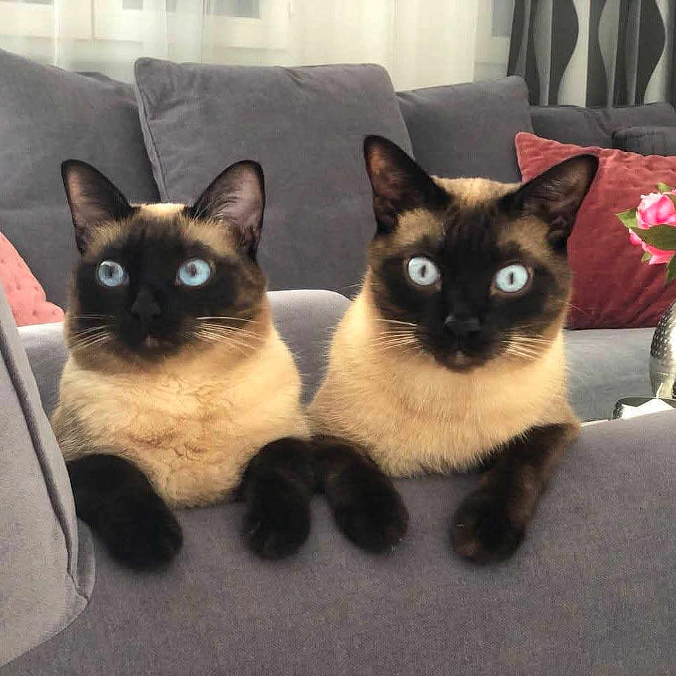 Lily Et Oréo a rejoint le concours — aidez-le/la à gagner de superbes lots ! animal_portrait, blue_eyes, cat, companions, couch, cozy, curious, domestic_cat, ears, feline, furniture, home, indoor, living_room, pets, relaxed, siamese_cat, soft_fur, two_animals, whiskers