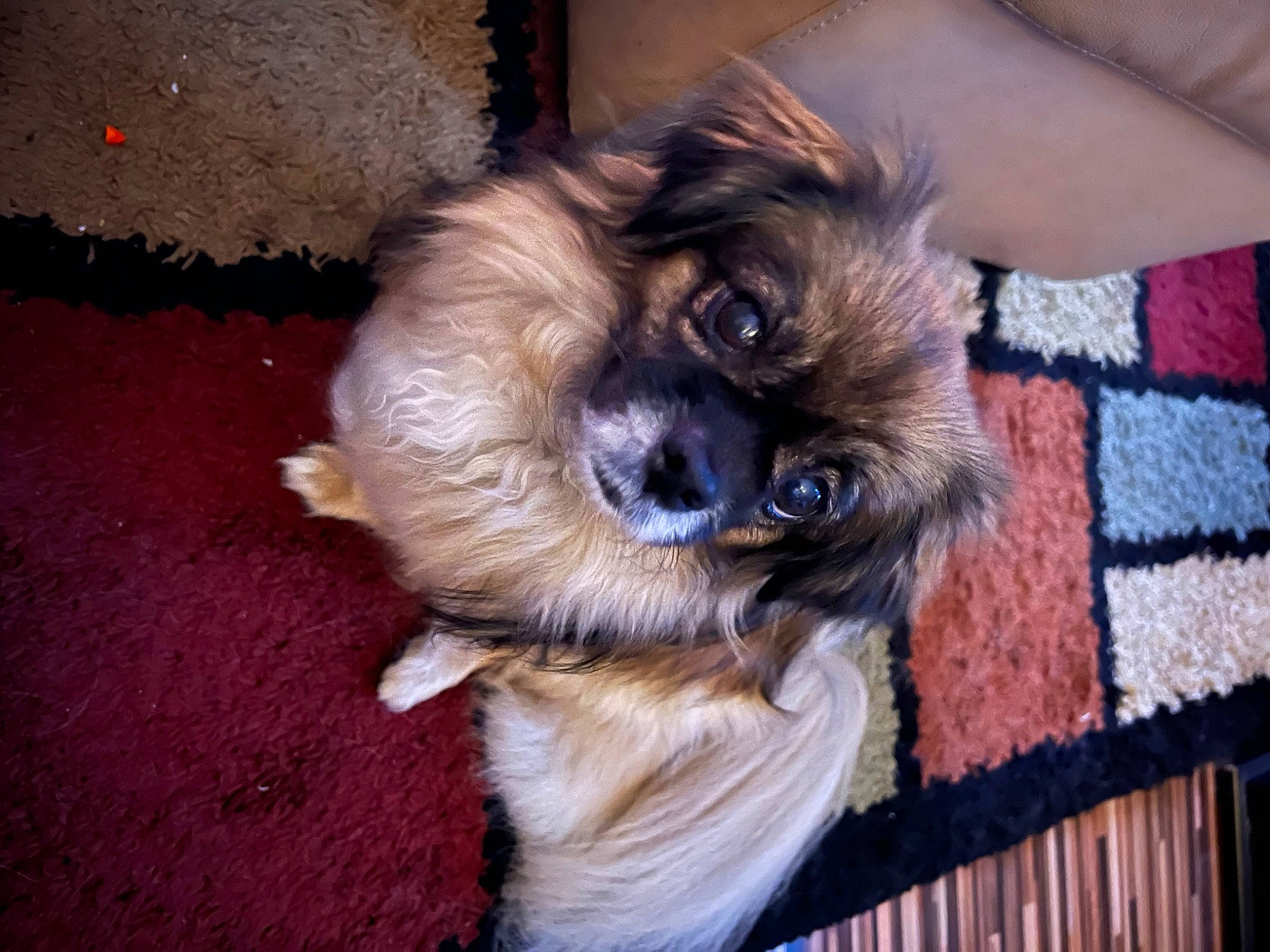 Lily joined the competition — help win amazing prizes! canidae, carnivore, companion_dog, dog, dog_breed, dog_supply, fawn, fur, liver, non_sporting_group, pet_supply, puppy, small_terrier, snout, sporting_group, terrier, tibetan_spaniel, toy_dog, wood, working_animal