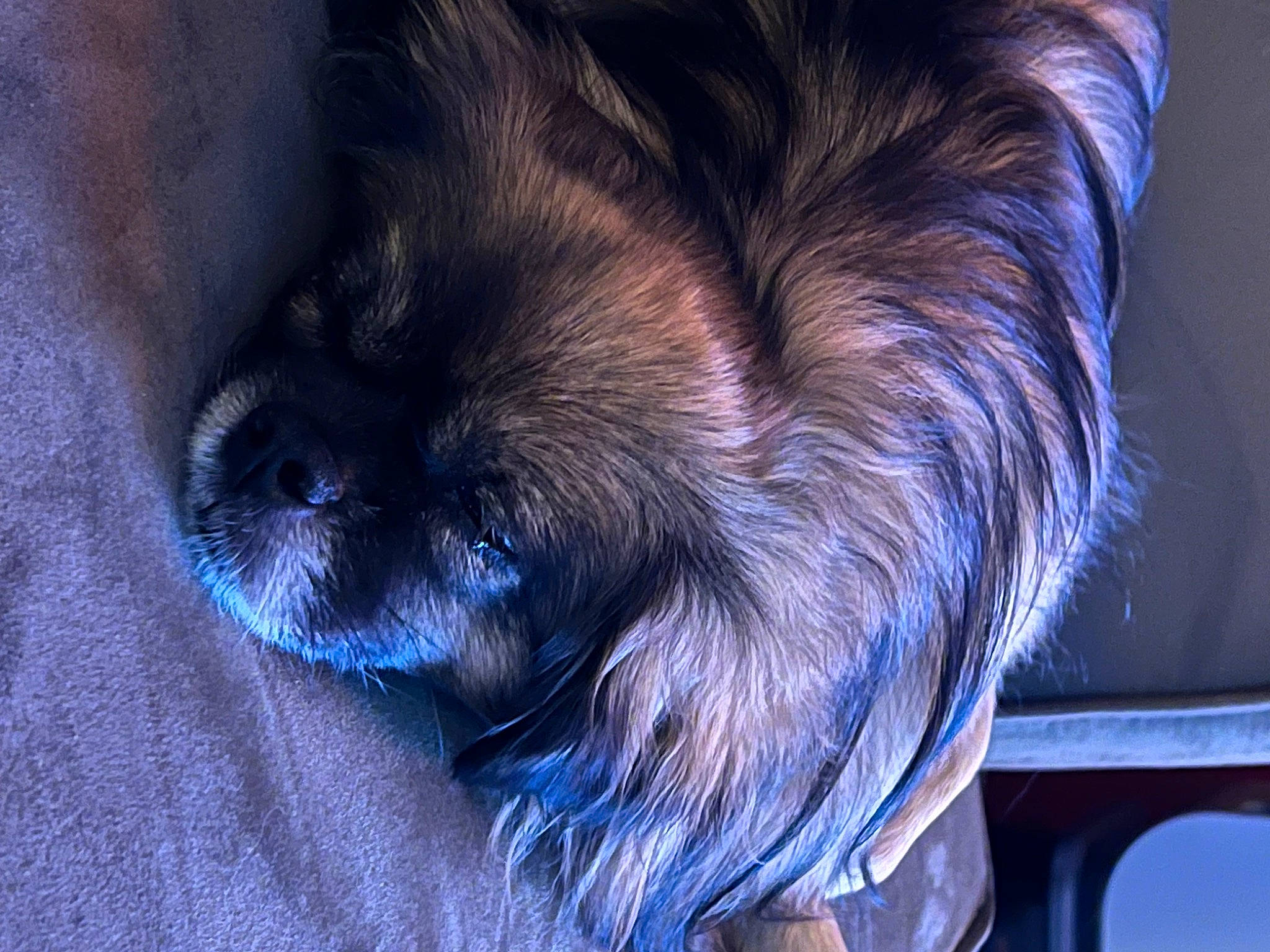 Lily joined the competition — help win amazing prizes! canidae, carnivore, companion_dog, dog, dog_breed, ear, electric_blue, eye, fawn, fur, liver, pet_supply, small_terrier, snout, sporting_group, tail, terrier, toy_dog, whiskers, working_animal