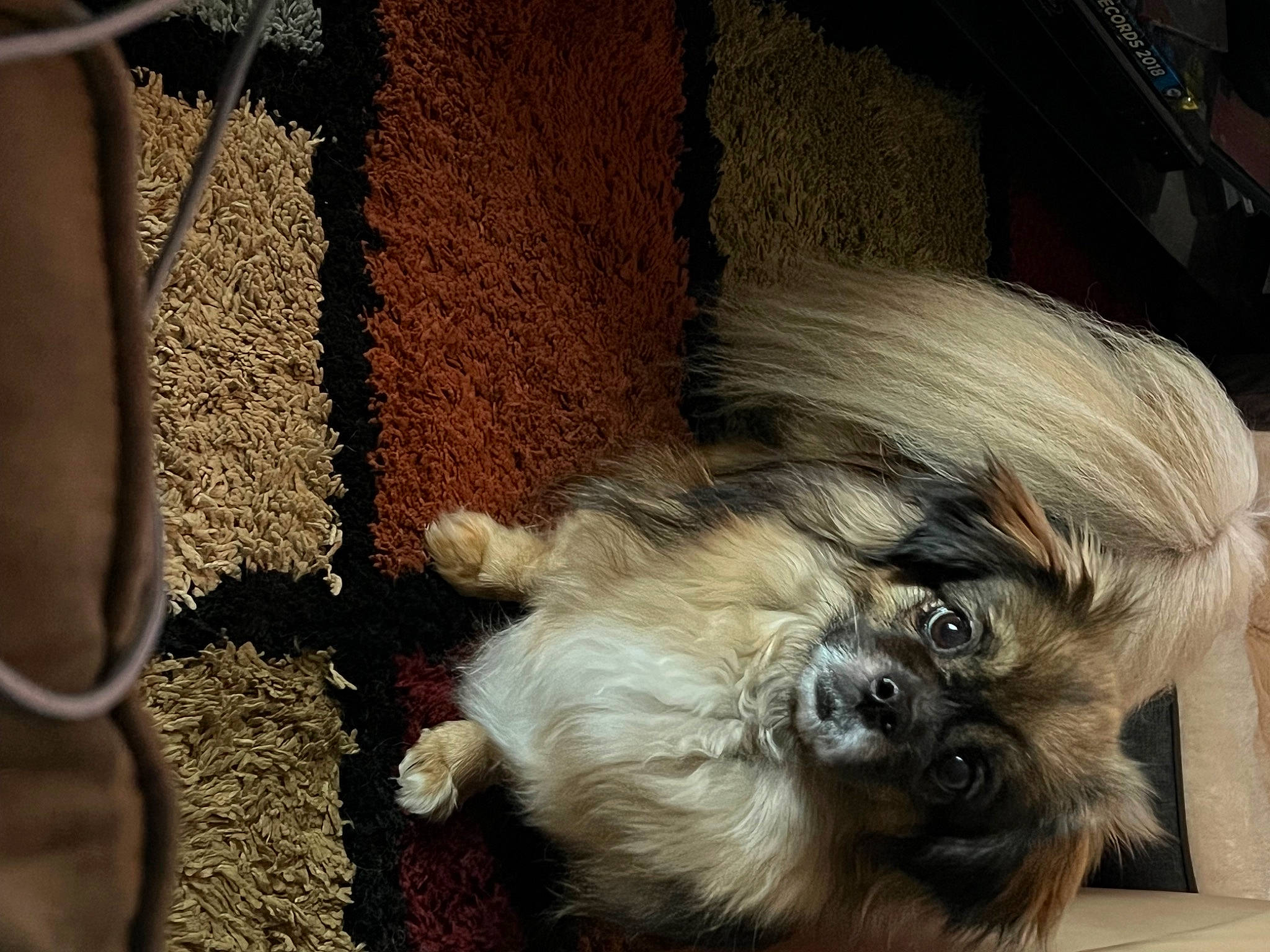 Lily joined the competition — help win amazing prizes! automotive_tire, canidae, carnivore, companion_dog, dog, dog_breed, dog_supply, door, fur, liver, non_sporting_group, pet_supply, shih_tzu, small_terrier, soil, sporting_group, toy_dog, whiskers, wood, working_animal