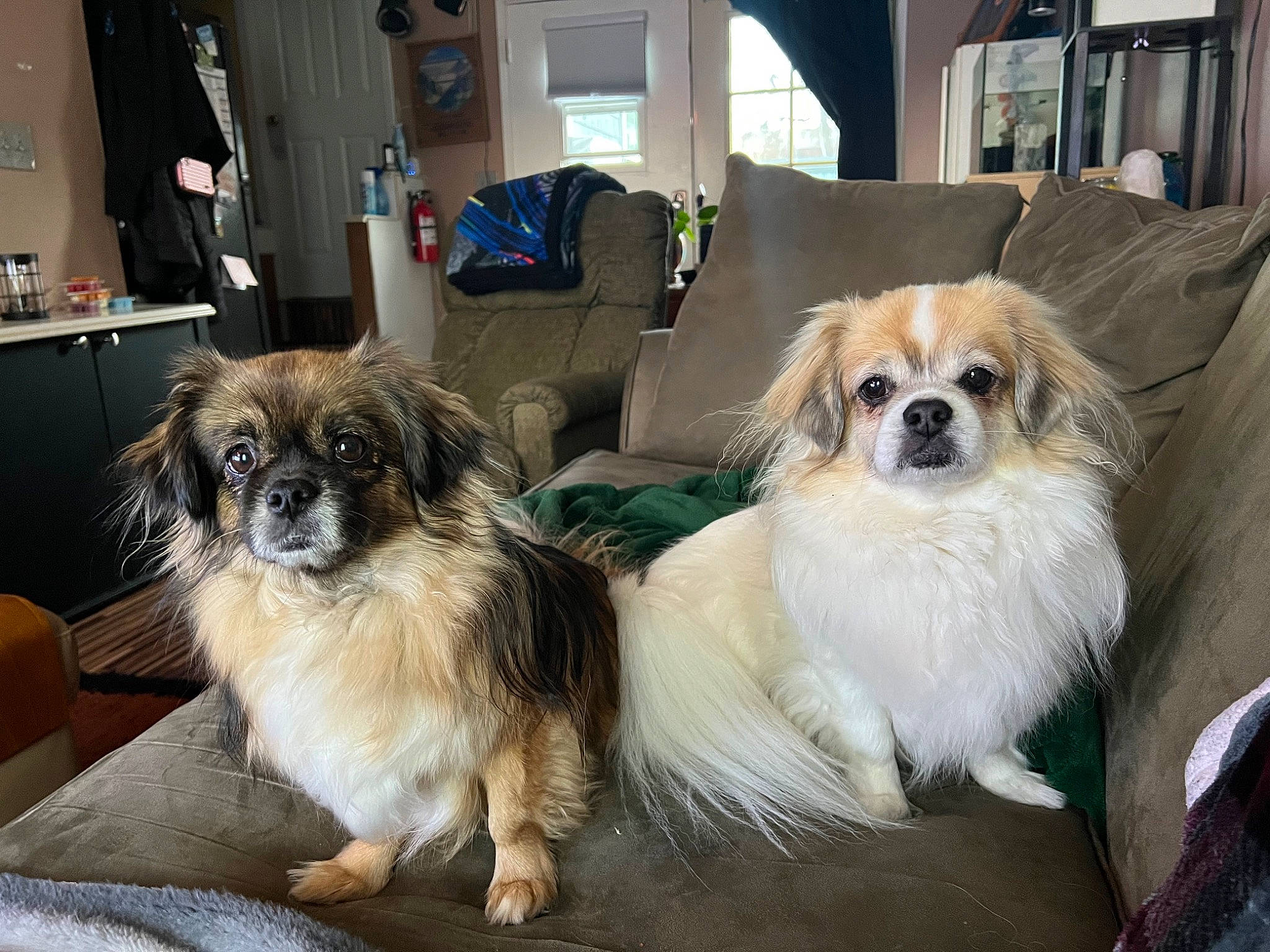 Lily is registered to the contest to win money with this photo: canidae, carnivore, chair, companion_dog, couch, dog, dog_breed, dog_supply, fawn, flooring, fur, liver, pekingese, pet_supply, snout, sporting_group, terrestrial_animal, tibetan_spaniel, toy_dog, whiskers