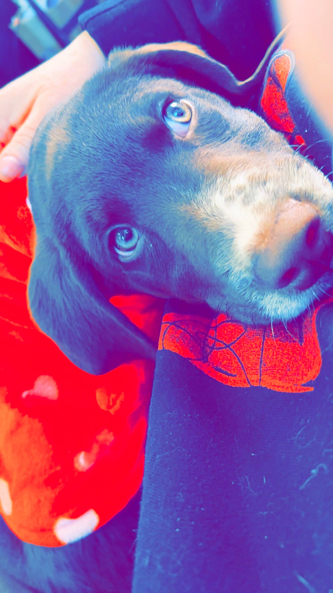 Pepsi joined the competition — help win amazing prizes! art, blue, canidae, carnivore, close_up, companion_dog, dog, dog_breed, electric_blue, fawn, jaw, livestock, pet_supply, plant, snout, sporting_group, terrestrial_animal, whiskers, wildlife, working_animal