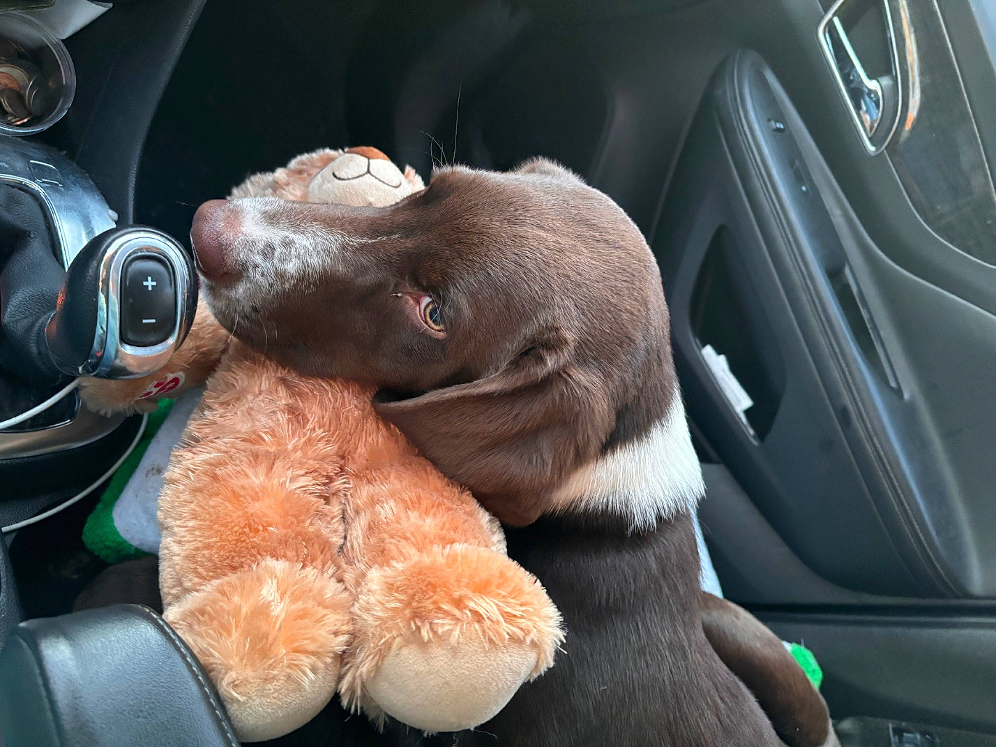 Pepsi joined the competition — help win amazing prizes! auto_part, automotive_design, automotive_mirror, car, carnivore, comfort, companion_dog, dog, dog_breed, gear_shift, gesture, mode_of_transport, motor_vehicle, personal_luxury_car, radio, satellite_radio, snout, steering_wheel, vehicle, vehicle_door