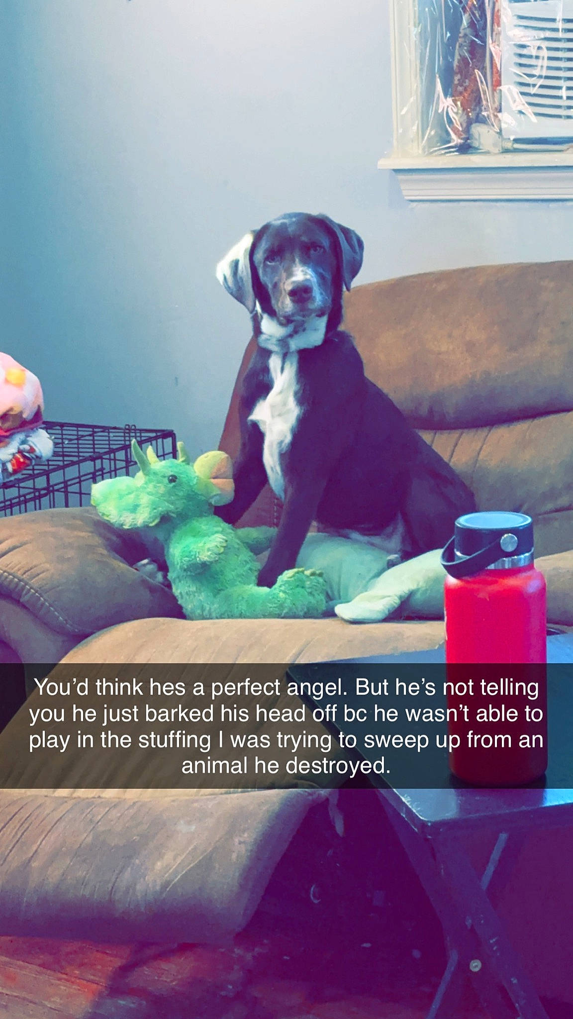 Pepsi is registered to the contest to win money with this photo: advertising, blue, carnivore, chair, comfort, companion_dog, couch, dog, dog_breed, dog_supply, font, pet_supply, photo_caption, room, sofa_bed, sporting_group, working_animal