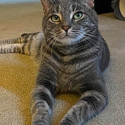Bubby joined the competition — help win amazing prizes! cat, tabby, gray_cat, indoor, carpet, pet, feline, animal, whiskers, paws, stretching, relaxed, closeup, cute, domestic_cat, portrait, eyes, fur, home, toy