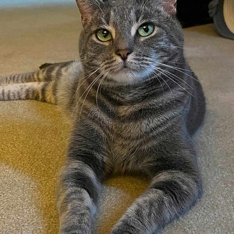 Bubby joined the competition — help win amazing prizes! animal, carpet, cat, closeup, cute, domestic_cat, eyes, feline, fur, gray_cat, home, indoor, paws, pet, portrait, relaxed, stretching, tabby, toy, whiskers