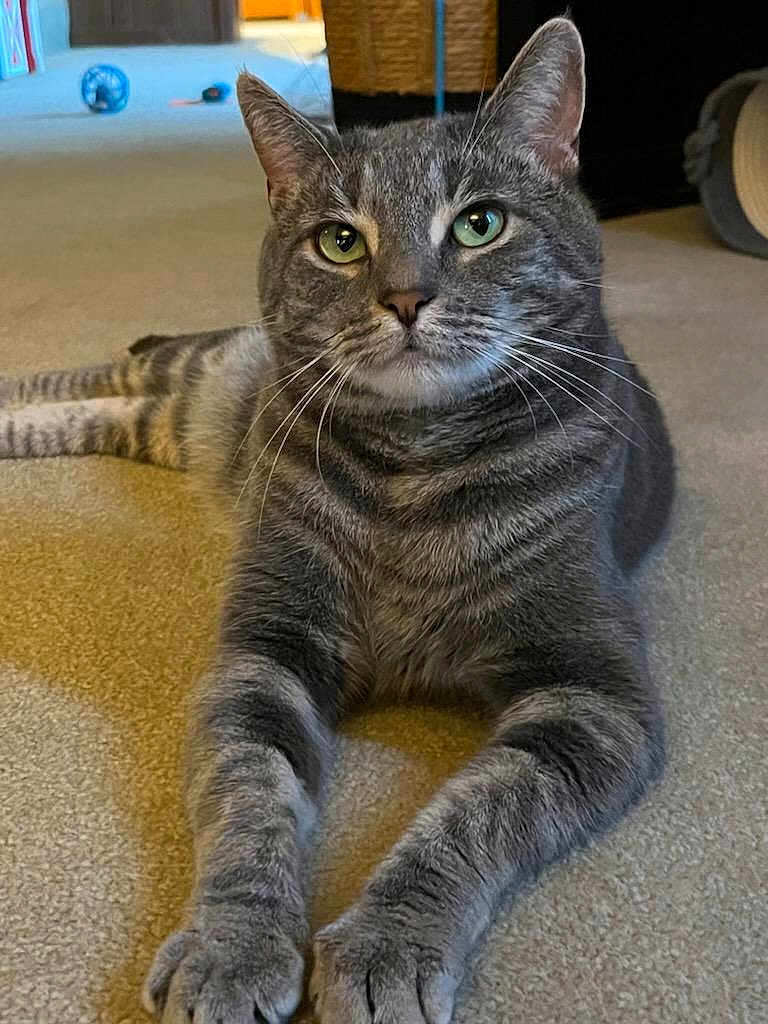 Bubby joined the competition — help win amazing prizes! cat, tabby, gray_cat, indoor, carpet, pet, feline, animal, whiskers, paws, stretching, relaxed, closeup, cute, domestic_cat, portrait, eyes, fur, home, toy