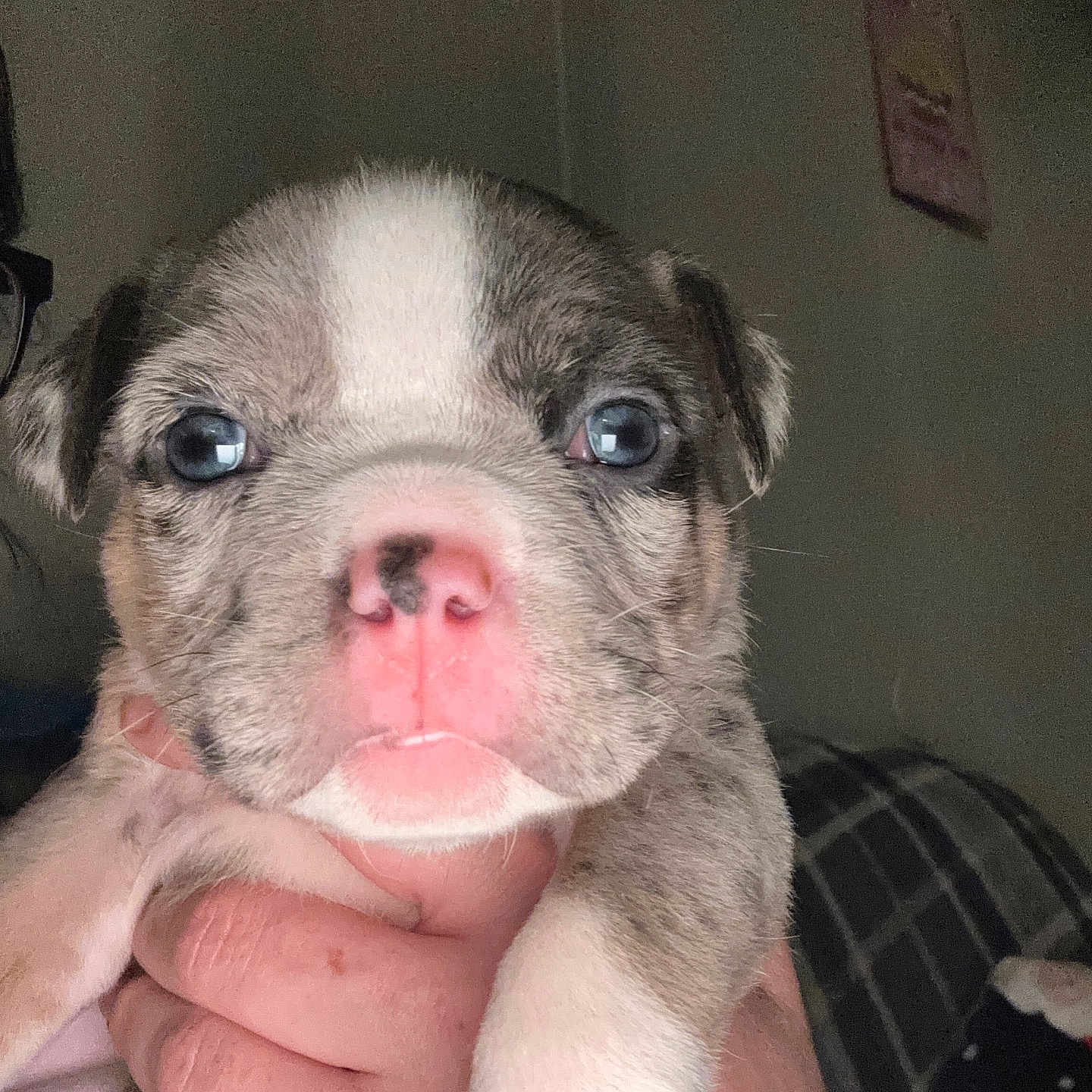 Bella joined the competition — help win amazing prizes! adorable, animal, blue_eyes, close_up, cute, dog, domestic_animal, face, fur, hand, indoor, looking_at_camera, mammal, pet, pink_nose, portrait, puppy, snout, whiskers, young