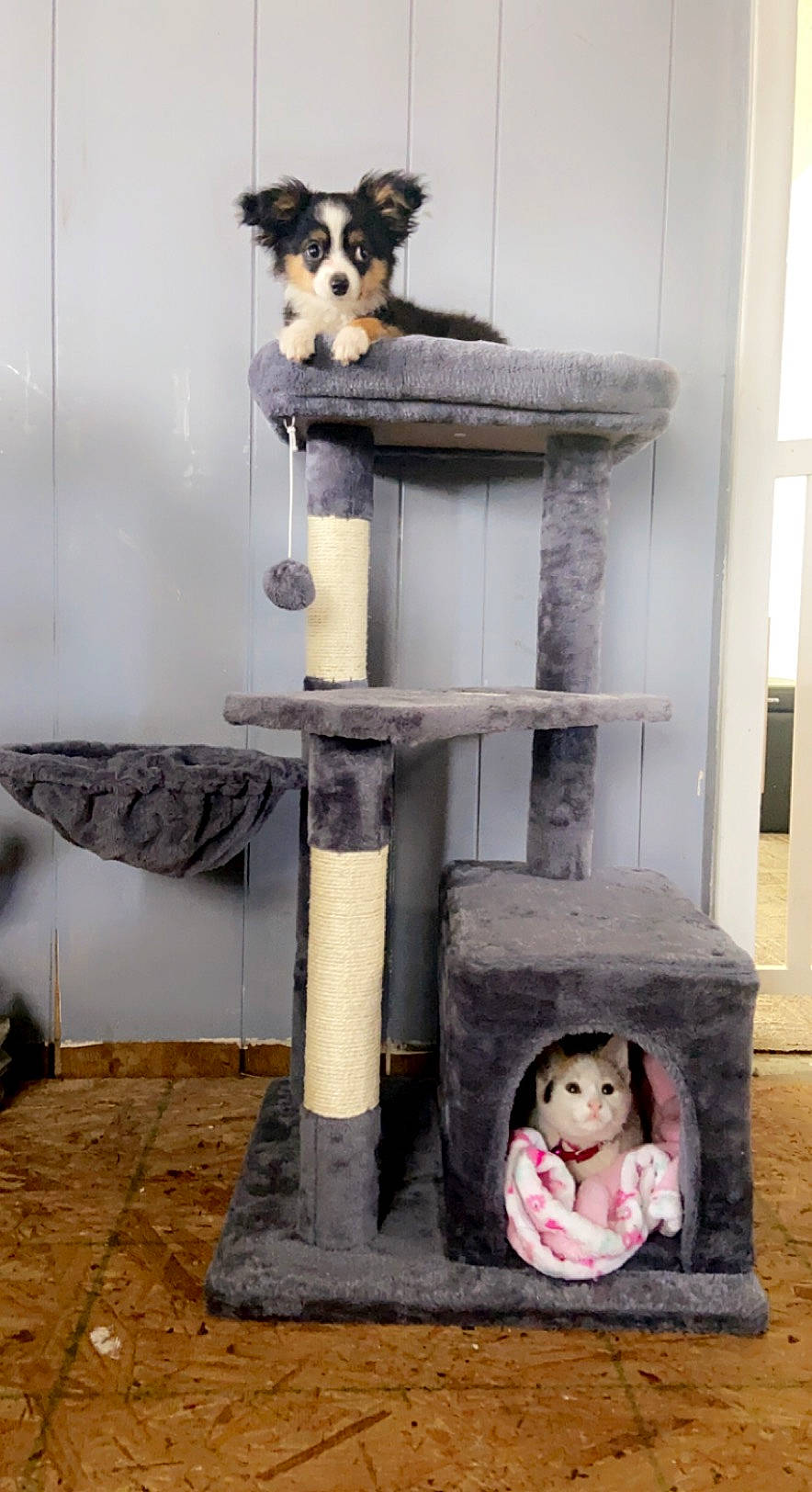 Chema is registered to the contest to win money with this photo: carnivore, cat_furniture, cat_supply, companion_dog, felidae, flooring, font, fur, grey, hardwood, pet_supply, room, shelf, shelving, small_to_medium_sized_cats, tail, toy, whiskers, white, wood