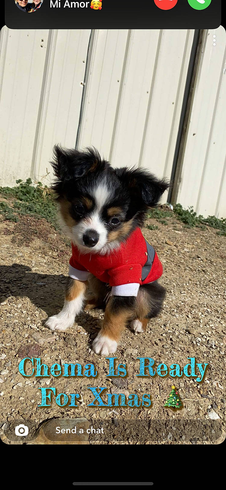 Chema is registered to the contest to win money with this photo: canidae, carnivore, companion_dog, dog, dog_breed, dog_supply, fence, fur, home_fencing, photo_caption, sporting_group, tail, toy_dog, whiskers, working_animal, working_dog