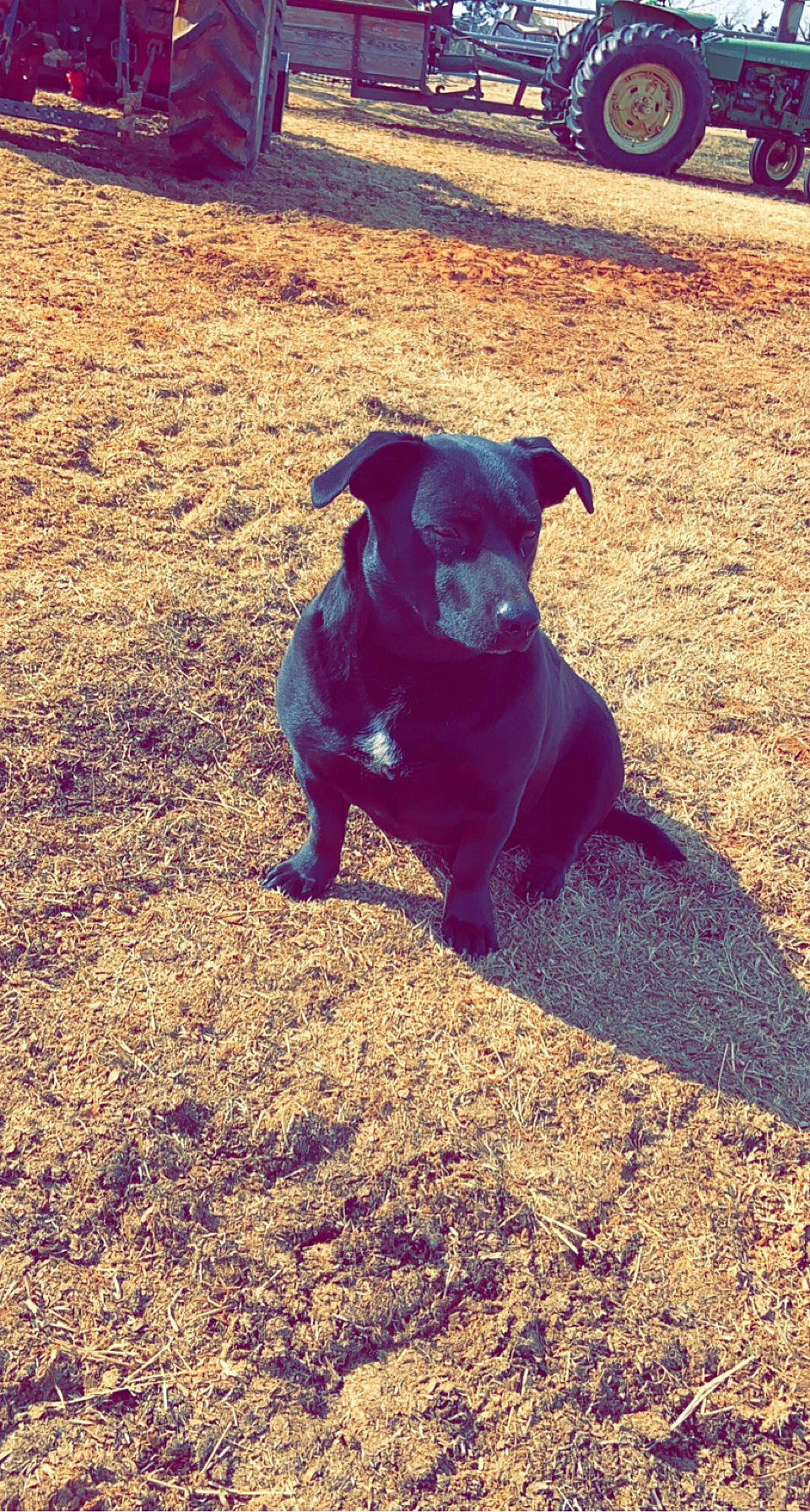 Gypsy joined the competition — help win amazing prizes! borador, carnivore, companion_dog, dog, dog_breed, electric_blue, grass, landscape, non_sporting_group, plant, puppy, sand, shadow, soil, sunlight, tail, tints_and_shades, wood, working_animal, working_dog