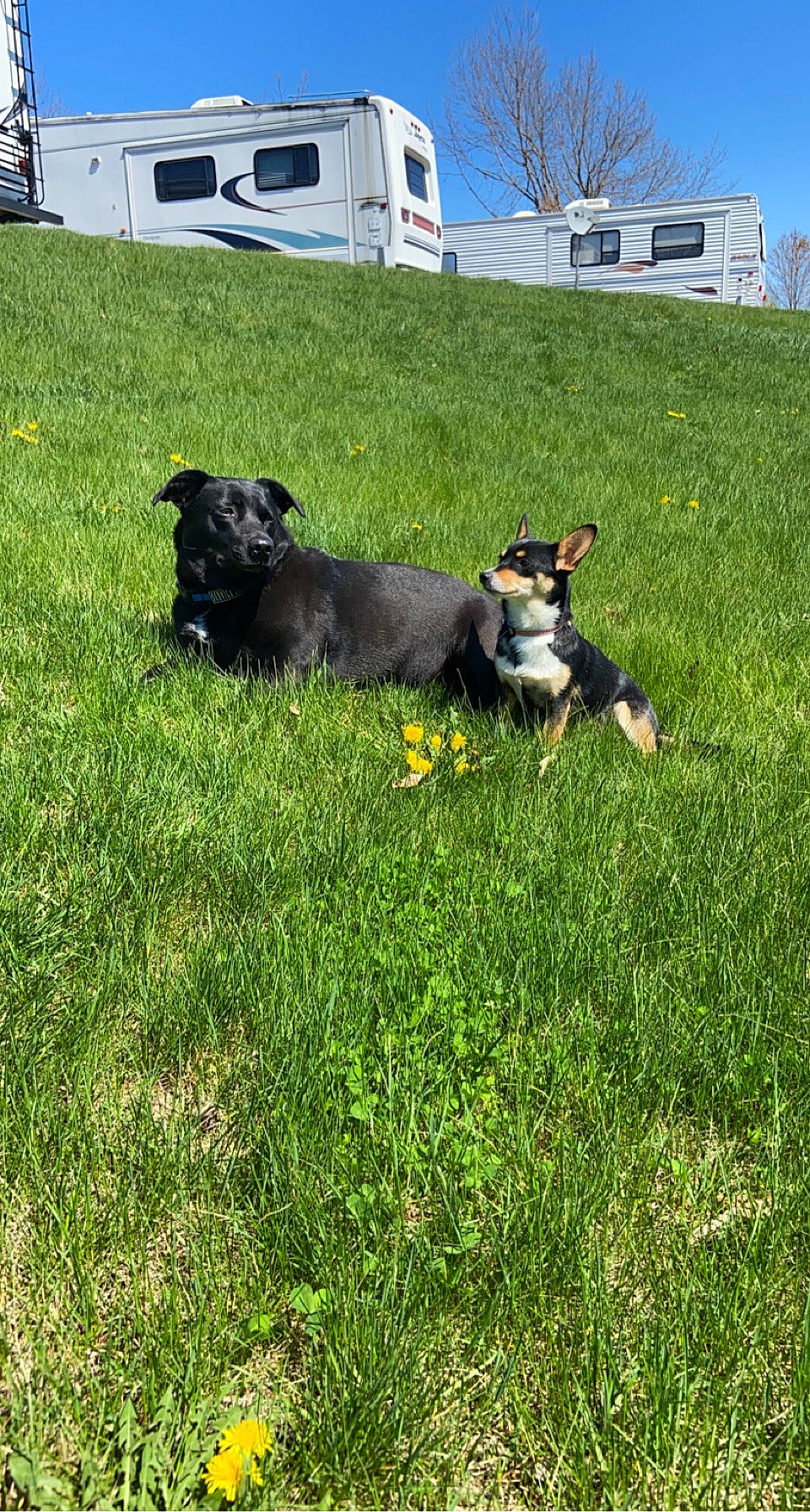 Gypsy is registered to the contest to win money with this photo: building, carnivore, companion_dog, dog, dog_breed, grass, grassland, groundcover, herding_dog, landscape, lawn, pasture, plant, sky, tail, tree, vertebrate, window, working_animal, yard