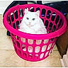 Zoe is registered to the contest to win money with this photo: baseboard, basket, blue_eyes, cat, close_up, floor_tile, fur, home, household_item, indoor, laundry_basket, long_hair, paper_bag, pet, pink_basket, portrait, sitting, tiled_floor, vacuum_cleaner, white_cat