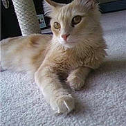 Milo joined the competition — help win amazing prizes!