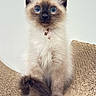 animal, beige, blue_eyes, cat, collar, curious, cute, fluffy, fur, indoor, kitten, paws, pet, portrait, siamese, sitting, tail, texture, whiskers, young
