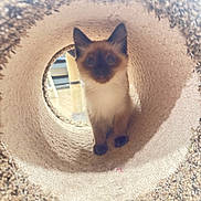 Phoebe joined the competition — help win amazing prizes! animal, carpet, cat, cozy, curious, cute, ears, feline, home, indoor, kitten, looking, paws, pet, playful, siamese, small, soft, tunnel, whiskers