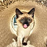 animal, beige, cat, closeup, curious, cute, ears, eyes, feline, focused, indoor, paw, pet, playful, siamese_cat, texture, tongue_out, tunnel, walking, whiskers