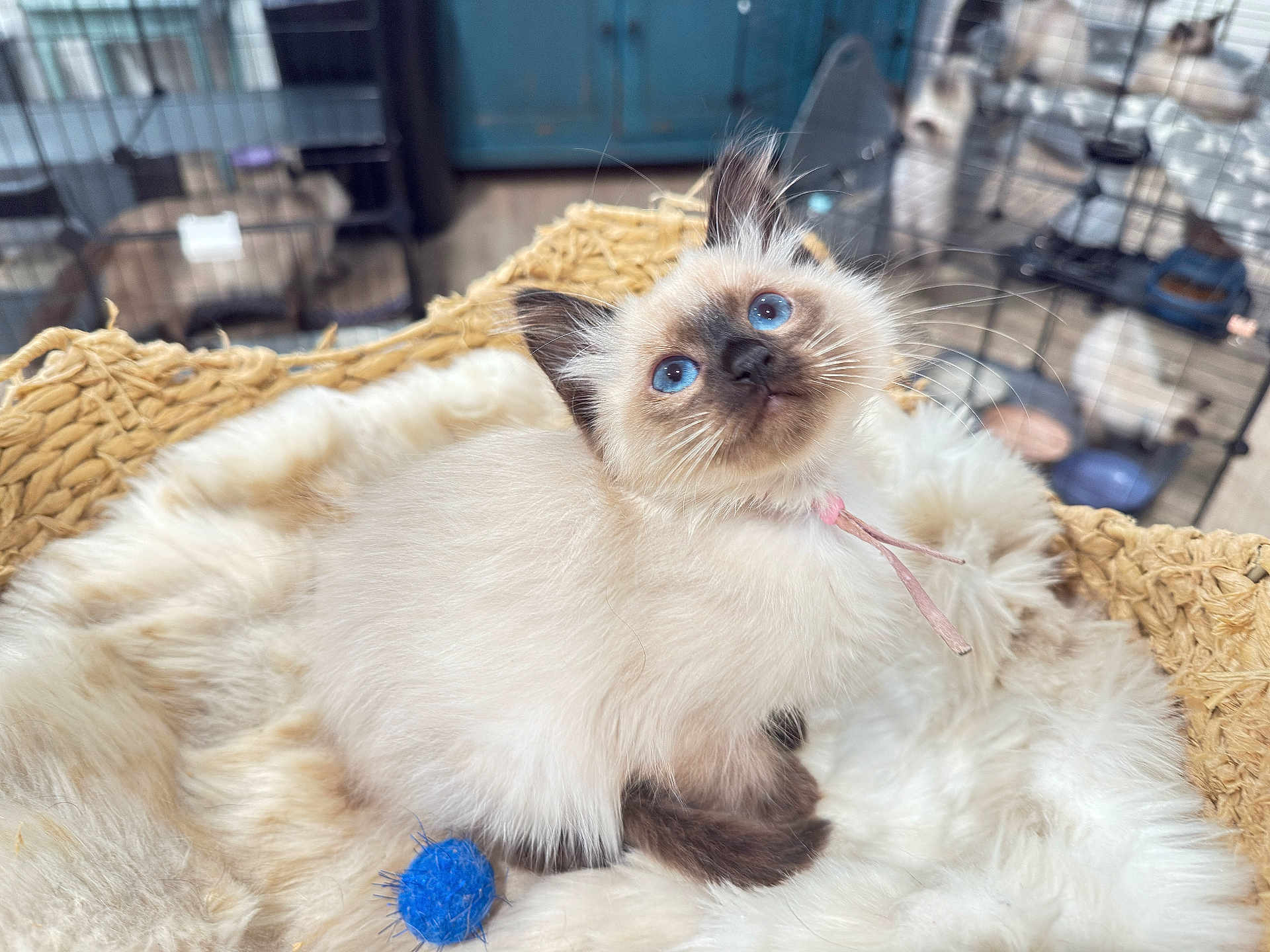 Phoebe is registered to the contest to win money with this photo: kitten, cat, blue_eyes, fluffy, fur, basket, blanket, toy, blue_ball, pet, indoor, cage, background_cat, whiskers, ears, portrait, cute, sitting, playful, feline