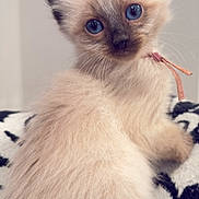 Phoebe joined the competition — help win amazing prizes! kitten, cat, pet, blue_eyes, fluffy_fur, whiskers, pointed_ears, close_up, portrait, indoor, blanket, patterned_blanket, collar, bow, soft_texture, cream_colored, curious, sitting, looking_at_camera, small