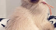 Phoebe joined the competition — help win amazing prizes! blanket, blue_eyes, bow, cat, close_up, collar, cream_colored, curious, fluffy_fur, indoor, kitten, looking_at_camera, patterned_blanket, pet, pointed_ears, portrait, sitting, small, soft_texture, whiskers