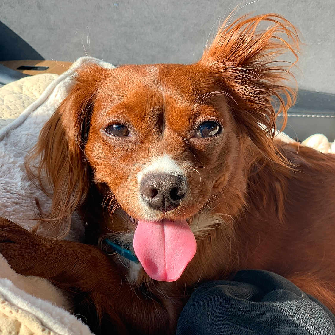 Trixie is registered to the contest to win money with this photo: dog, pet, tongue_out, brown_fur, ear_fluff, blanket, cozy, comfortable, sunlight, indoor, closeup, canine, animal, relaxed, cute, portrait, fur, snout, whiskers, companion