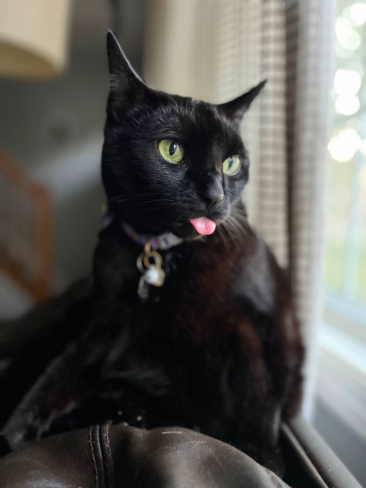 Kitten joined the competition — help win amazing prizes! black_cat, bombay, carnivore, cat, claw, comfort, domestic_short_haired_cat, felidae, fur, havana_brown, iris, sitting, small_to_medium_sized_cats, snout, terrestrial_animal, whiskers, window