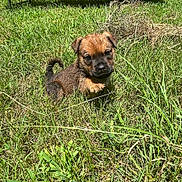 Bear joined the competition — help win amazing prizes! puppy, dog, grass, outdoor, pet, young, brown, cute, small, nature, animal, sunlight, playful, fur, mammal, adorable, one_paw_raised, curious, green, field