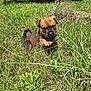 adorable, animal, brown, curious, cute, dog, field, fur, grass, green, mammal, nature, one_paw_raised, outdoor, pet, playful, puppy, small, sunlight, young